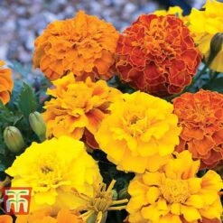 Marigold F1 'Zenith Mixed' -NAOMI Plant Shop MARI P92376 C1