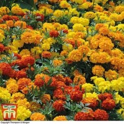 Marigold F1 'Zenith Mixed' -NAOMI Plant Shop MARI P92376 D1