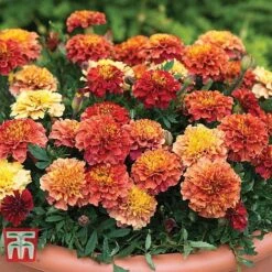 Marigold 'Strawberry Blonde' -NAOMI Plant Shop MARI T67436 B
