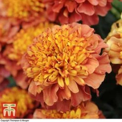 Marigold 'Strawberry Blonde' -NAOMI Plant Shop MARI T67436 E