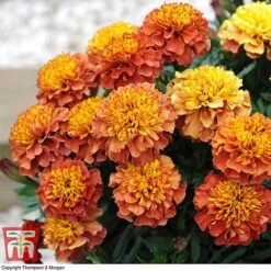 New Products 19 Marigold 'Strawberry Blonde'