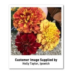 Marigold 'Strawberry Blonde' -NAOMI Plant Shop MARI T67436 U1 h