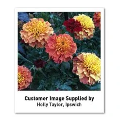 Marigold 'Strawberry Blonde' -NAOMI Plant Shop MARI T67436 U2 h