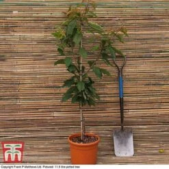 Cherry 'Morello' -NAOMI Plant Shop MATT CHERRY DEL G7
