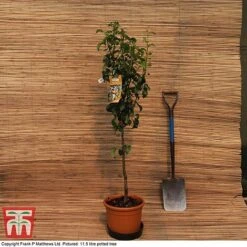 Pear 'Doyenné Du Comice' -NAOMI Plant Shop MATT PEAR PATIO 11 5L DEL G2