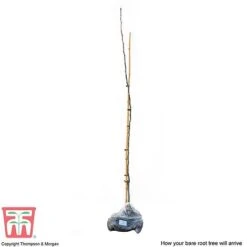 Medlar 'Nottingham' -NAOMI Plant Shop MEDL CWW3404 C