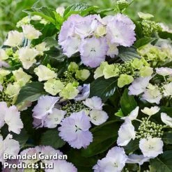Hydrangea 'Angel Wings Blue' -NAOMI Plant Shop MH8427a