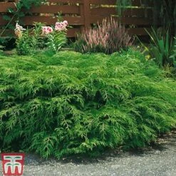 Microbiota Decussata -NAOMI Plant Shop MICR T58037 a1