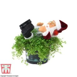'Mind Your Own Business' Santa - Gift -NAOMI Plant Shop MIND WGKB7085 D