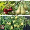 Fruit Tree Collection (Mini Fruit Tree)