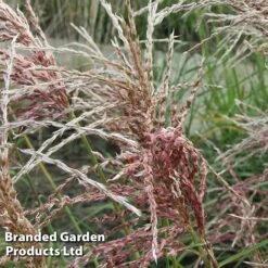 Miscanthus 'Pink Cloud' -NAOMI Plant Shop MISC PINKCLOUD S28685