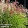 Miscanthus 'Red Cloud'