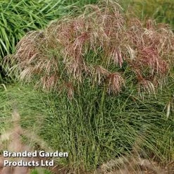 Miscanthus 'Red Cloud' -NAOMI Plant Shop MISC REDCLOUD S28695