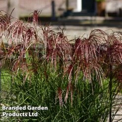 Miscanthus 'Red Cloud' -NAOMI Plant Shop MISC REDCLOUD S28697