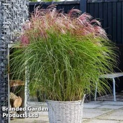 Miscanthus 'Red Cloud' -NAOMI Plant Shop MISC REDCLOUD S286981