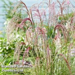 Miscanthus 'Silver Cloud' -NAOMI Plant Shop MISC SILVRCLOUD S28705