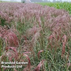 Miscanthus 'Silver Cloud' -NAOMI Plant Shop MISC SILVRCLOUD S28706