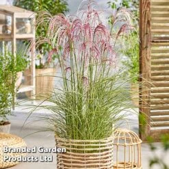 Miscanthus 'Silver Cloud' -NAOMI Plant Shop MISC SILVRCLOUD S28707