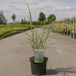 Miscanthus Sinensis 'Variegatus' -NAOMI Plant Shop MISC VARIEGATU S45906 NOW