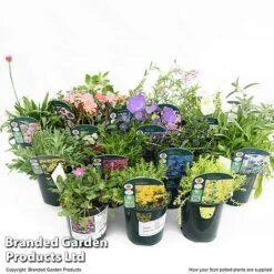 Nurserymans Choice Alpine Mix 19 Nurserymans Choice Alpine Mix -NAOMI Plant Shop MIXD ALPINE9CM T512391