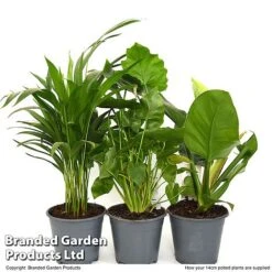 Calm Space Green Houseplant Mix In Decorative Wicker Basket -NAOMI Plant Shop MIXD CALMS14CM T49694