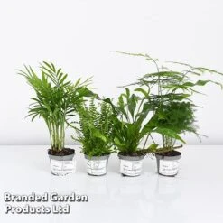 Green Houseplant Starter Mix -NAOMI Plant Shop MIXD GREENSTAR KF0875 A