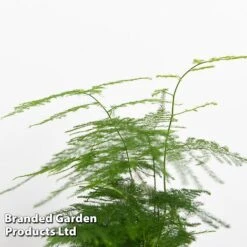 Green Houseplant Starter Mix -NAOMI Plant Shop MIXD GREENSTAR KF0875 D