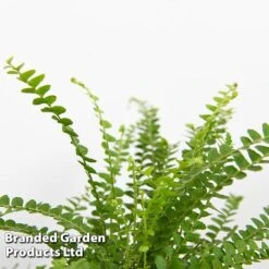 Green Houseplant Starter Mix -NAOMI Plant Shop MIXD GREENSTAR KF0875 E