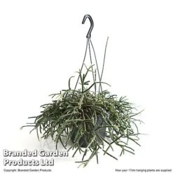 House Plants Hanging Mixed -NAOMI Plant Shop MIXD HOUSE17CM T48974