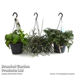 House Plants Hanging Mixed -NAOMI Plant Shop MIXD HOUSE17CM T48975