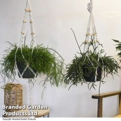 House Plants Hanging Mixed -NAOMI Plant Shop MIXD HOUSEPLAN T49027