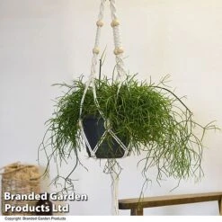 House Plants Hanging Mixed -NAOMI Plant Shop MIXD HOUSEPLAN T49031