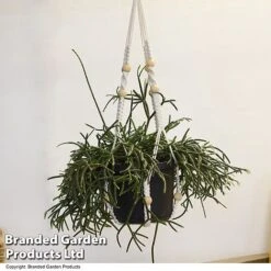House Plants Hanging Mixed -NAOMI Plant Shop MIXD HOUSEPLAN T49033