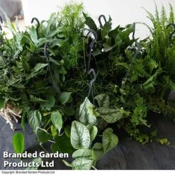 House Plants Hanging Mixed -NAOMI Plant Shop MIXD VARENS T36572 1