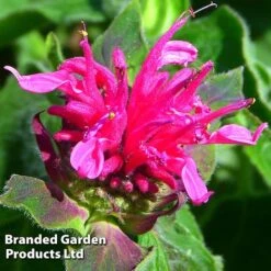Monarda Didyma 'Pink Lace'