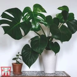 Monstera Deliciosa -NAOMI Plant Shop MONS TKA2925 A