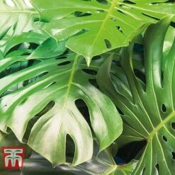 Monstera Deliciosa -NAOMI Plant Shop MONS TKA2925 C