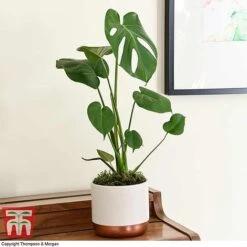 Monstera Deliciosa -NAOMI Plant Shop MONS TKA2925 D