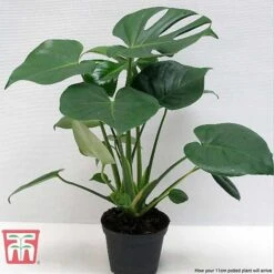 Monstera Deliciosa -NAOMI Plant Shop MONS TKA2925 F