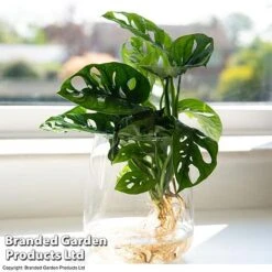 Monstera Adansonii In Kingston Vase -NAOMI Plant Shop MONS ADANSONII T39648