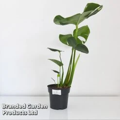 Monstera Deliciosa -NAOMI Plant Shop MONS DELIC17CM T43809