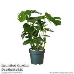 Monstera Deliciosa In Hydro Pot -NAOMI Plant Shop MONS DELIC30CM T506331