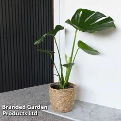 Monstera Deliciosa -NAOMI Plant Shop MONS DELICIOSA T43810