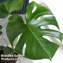 Monstera Deliciosa -NAOMI Plant Shop MONS DELICIOSA T43812