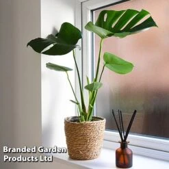 Monstera Deliciosa -NAOMI Plant Shop MONS DELICIOSA T43814