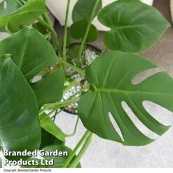 Monstera Deliciosa In Hydro Pot -NAOMI Plant Shop MONS DELICIOSA T50613