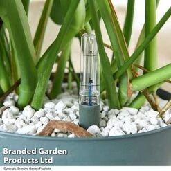 Monstera Deliciosa In Hydro Pot -NAOMI Plant Shop MONS DELICIOSA T50615