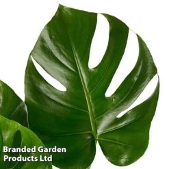 Monstera Deliciosa 'Tauerii' -NAOMI Plant Shop MONS TAUERII S50444
