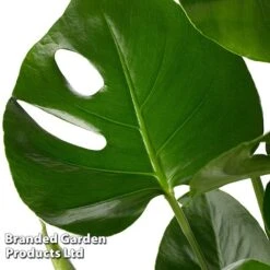 Monstera Deliciosa 'Tauerii' -NAOMI Plant Shop MONS TAUERII S50445