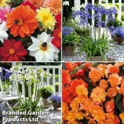 Summer Plant Collection -NAOMI Plant Shop MSE feb3